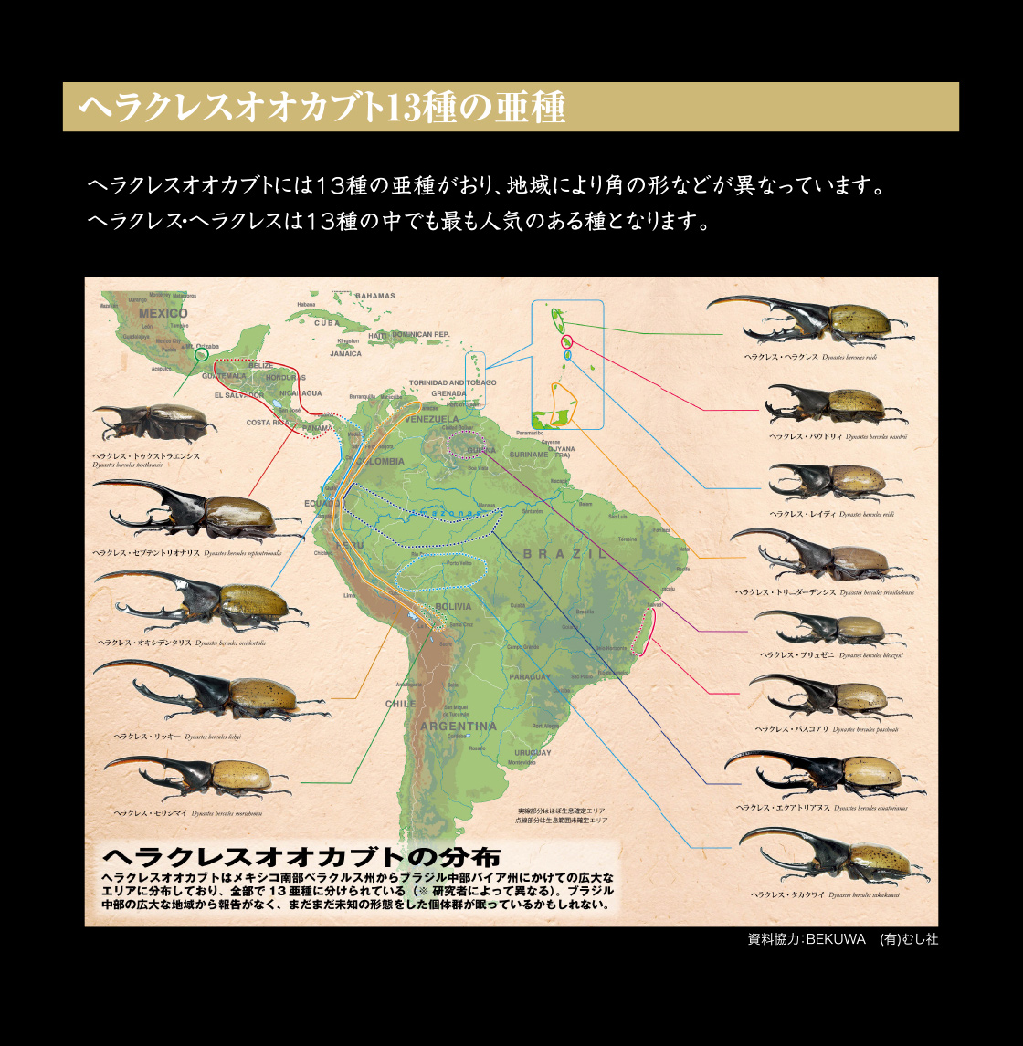 ヘラクレスオオカブト13種の亜種