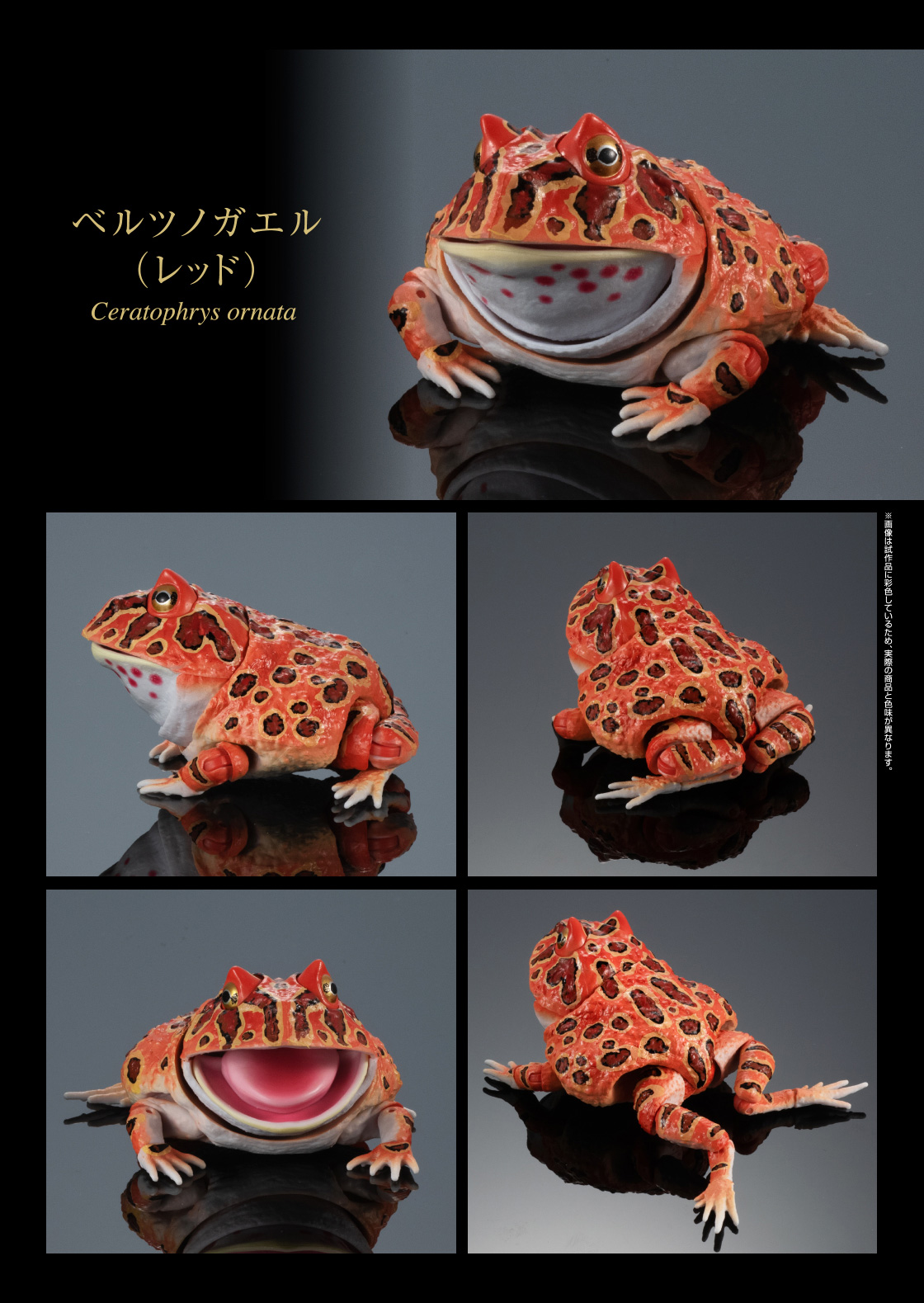 ベルツノガエル赤 原寸大可動フィギュア ベルツノガエル赤 原寸大可動フィギュア