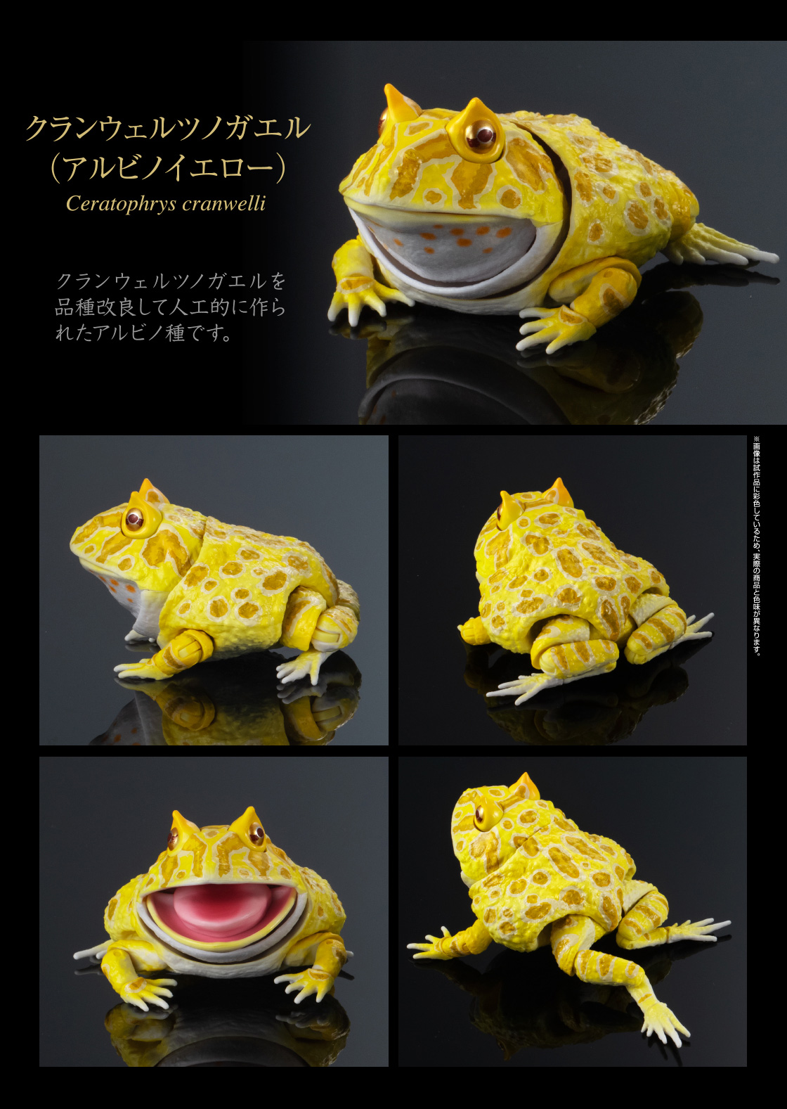 いきもの大図鑑アドバンス ツノガエル いきもの大図鑑 ガシャポンオフィシャルサイト いきもの大図鑑アドバンス ツノガエル いきもの大図鑑 ガシャポンオフィシャルサイト