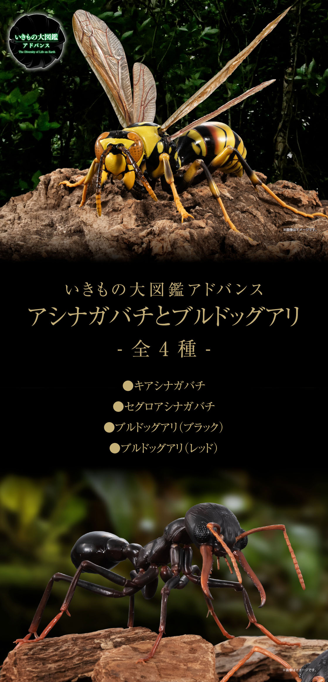 いきもの大図鑑アドバンス アシナガバチとブルドックアリ -全4種- ●キアシナガバチ ●セグロアシナガバチ ●ブルドックアリ(ブラック) ●ブルドックアリ(レッド)