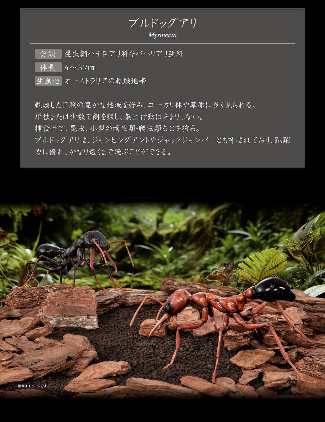 ブルドックアリ Myrmecia