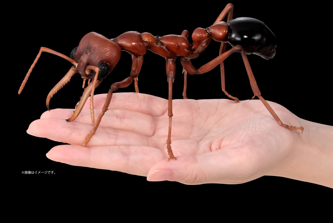 ブルドックアリ(レッド) ※画像はイメージです。