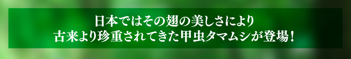 日本ではその翅の美しさにより古来より珍重されてきた甲虫タマムシが登場！