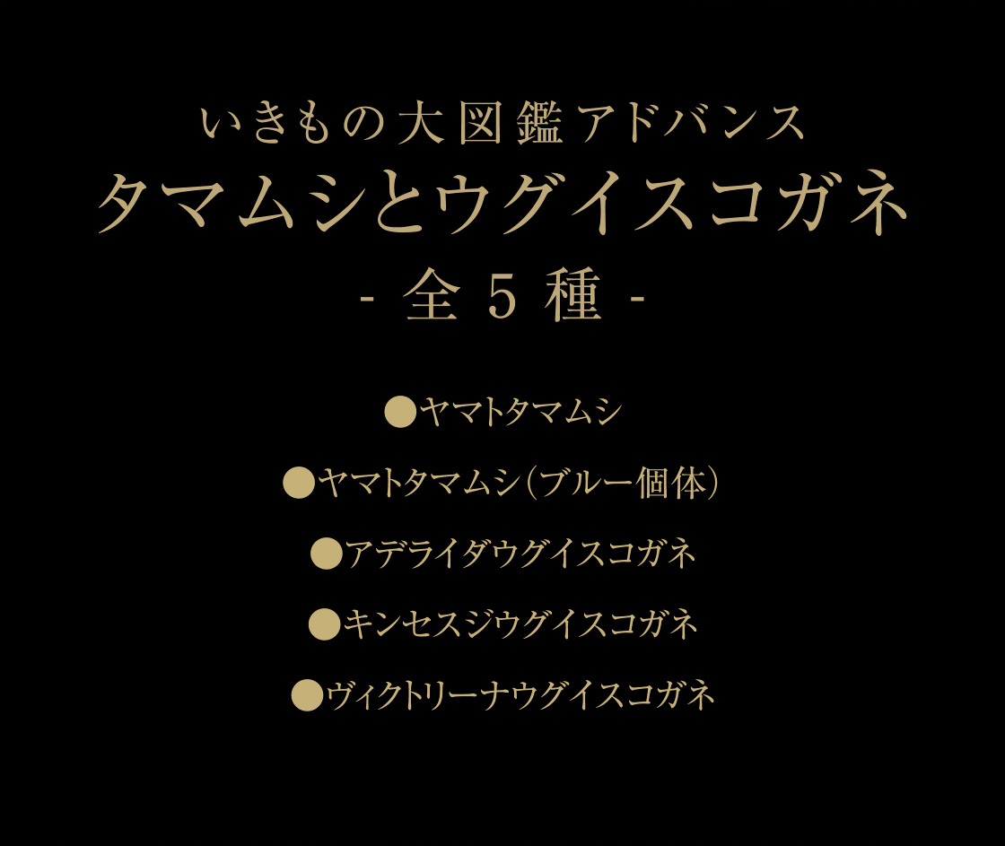 いきもの大図鑑アドバンス タマムシとウグイスコガネ -全5種-　ヤマトタマムシ / ヤマトタマムシ（ブルー個体） / アデライダウグイスコガネ / キンセスジウグイスコガネ / ヴィクトリーナウグイスコガネ