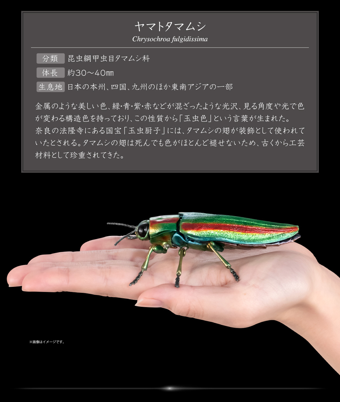ヤマトタマムシ Chrysochroa fulgidissima