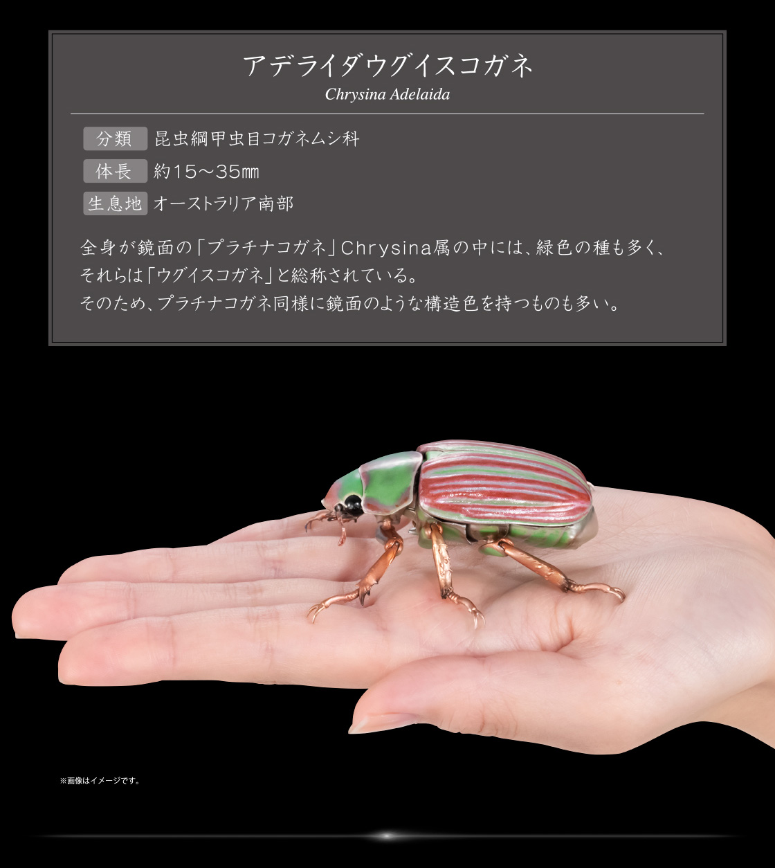 いきもの大図鑑アドバンス タマムシとウグイスコガネ ディスプレイ