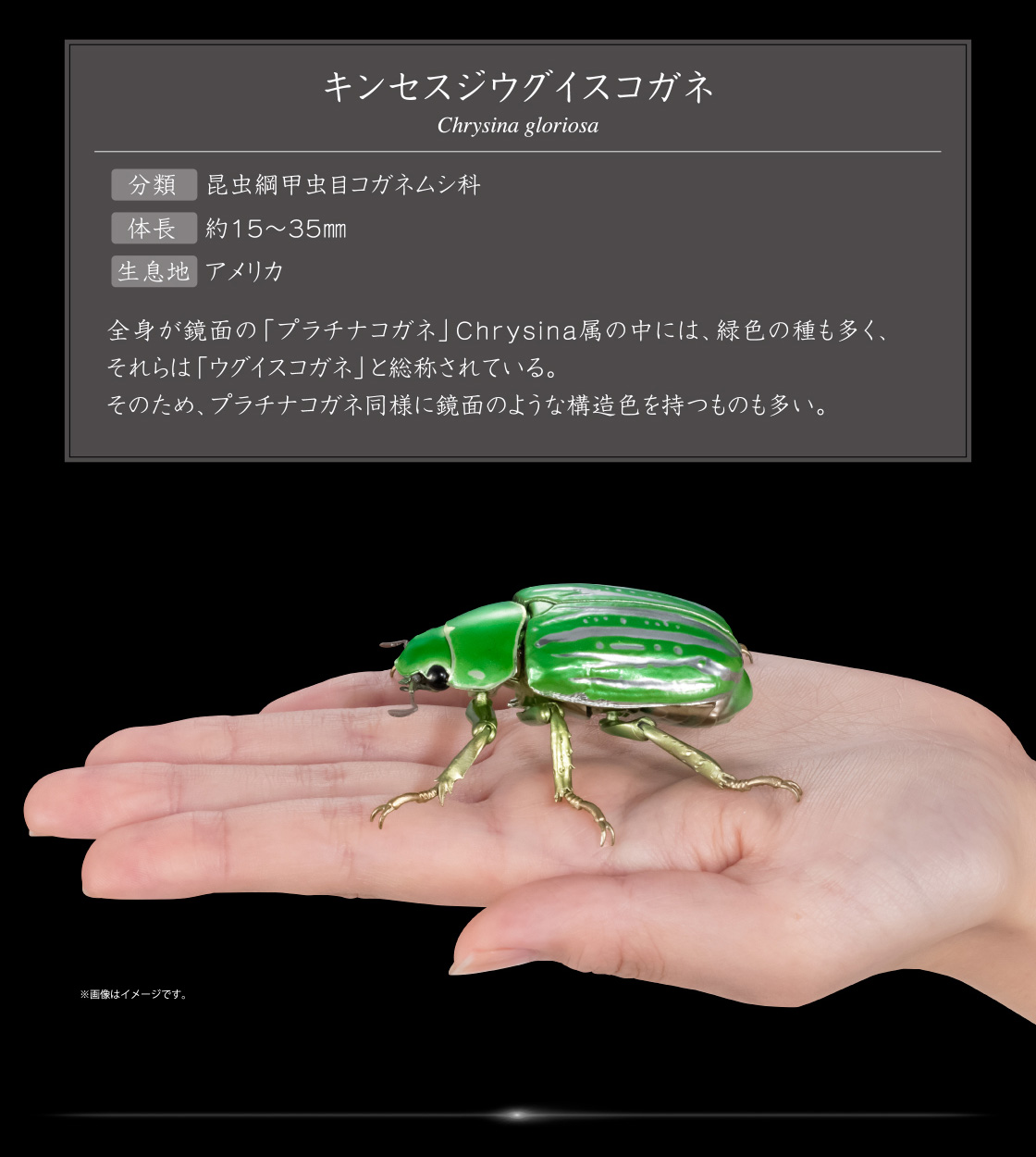 いきもの大図鑑アドバンス タマムシとウグイスコガネ ディスプレイ