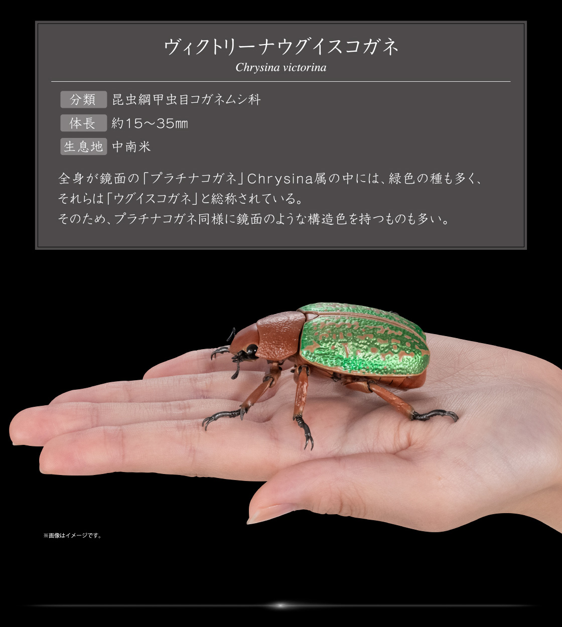 いきもの大図鑑アドバンス タマムシとウグイスコガネ ディスプレイ
