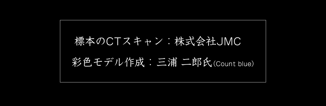 標本のCTスキャン：株式会社JMC　彩色：三浦 二郎氏(Count blue)