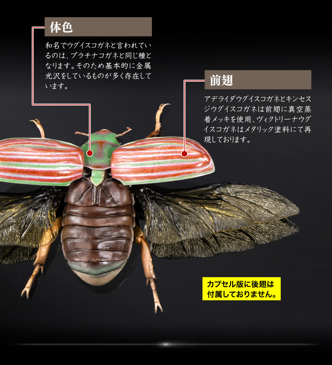 体色 前翅 カプセル版には後翅は付属しておりません。