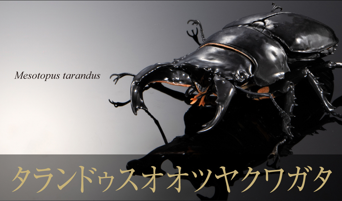 タランドゥスオオツヤクワガタ