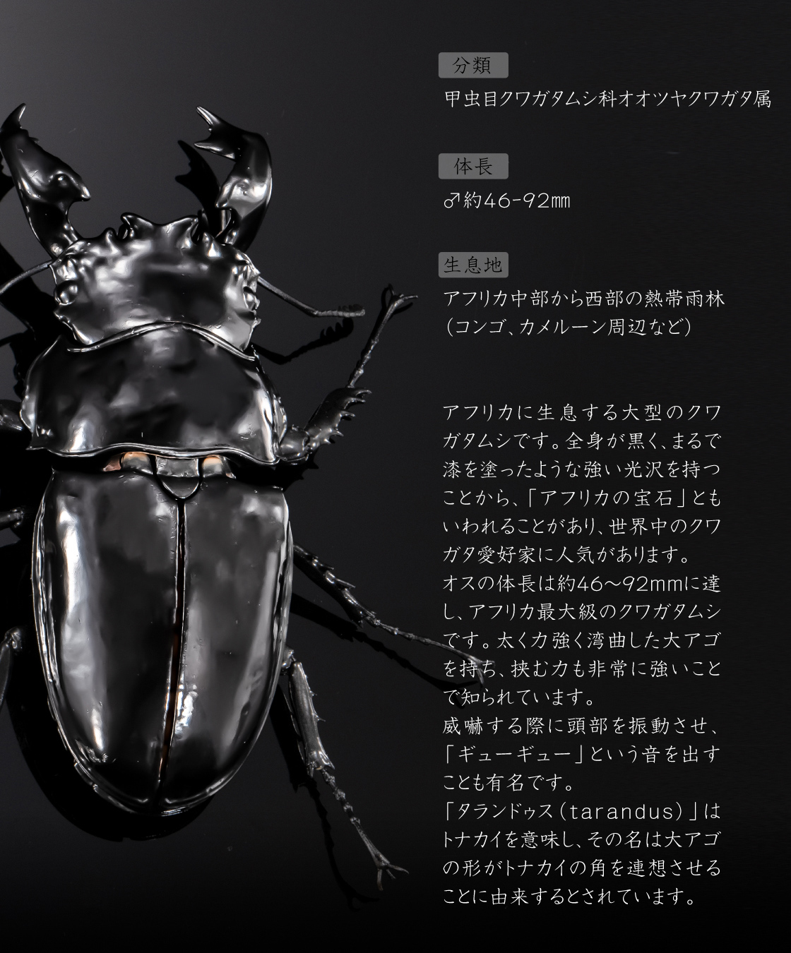 甲虫目クワガタムシ科オオツヤクワガタ属