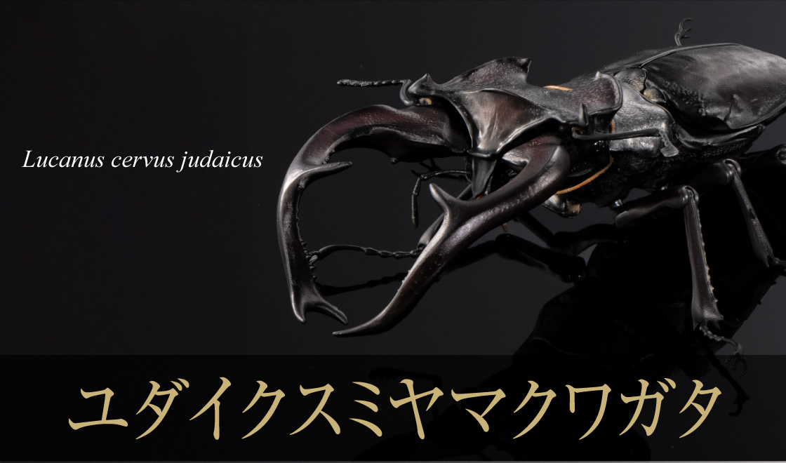 ユダイクスミヤマクワガタ