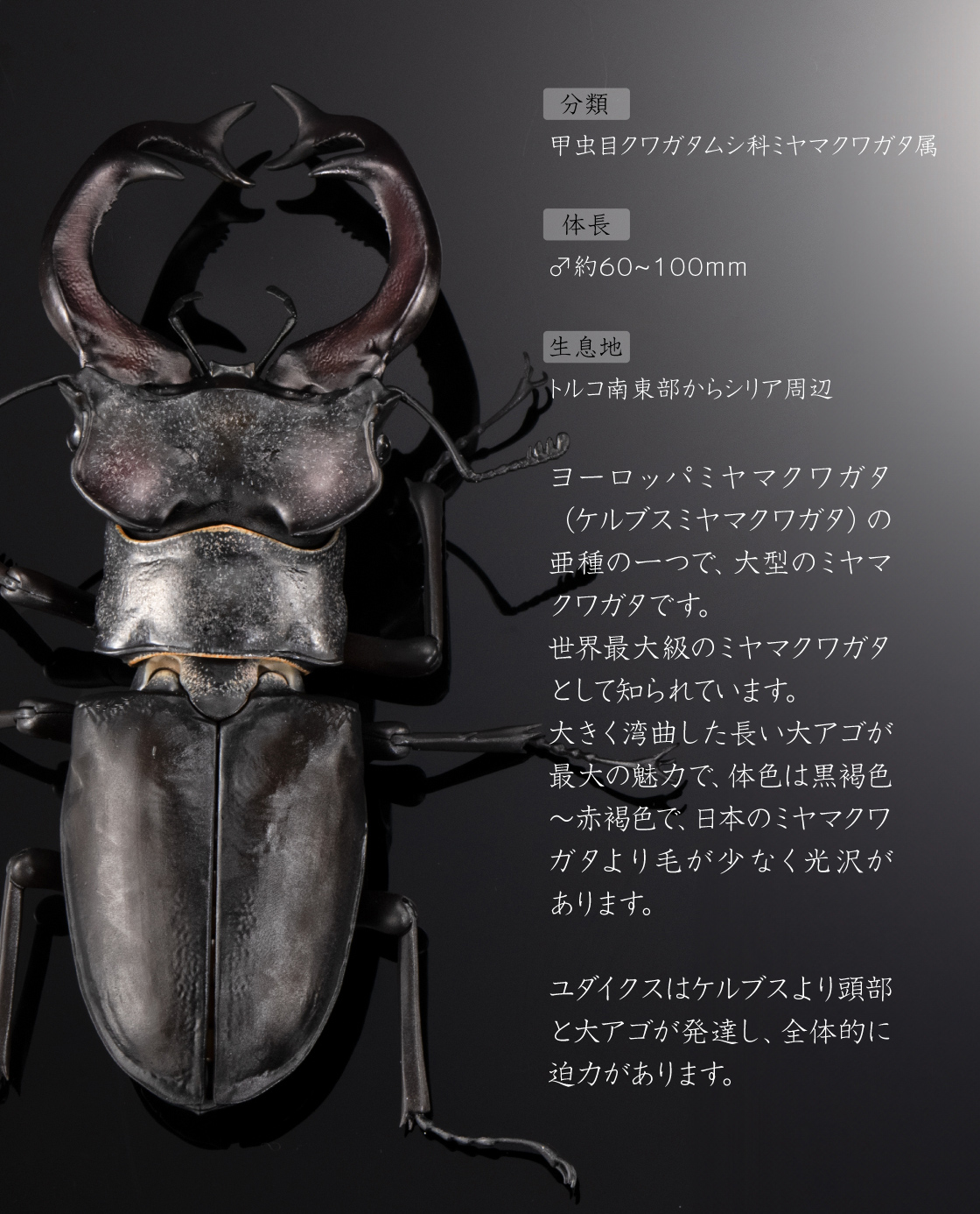 甲虫目クワガタムシ科ミヤマクワガタ属