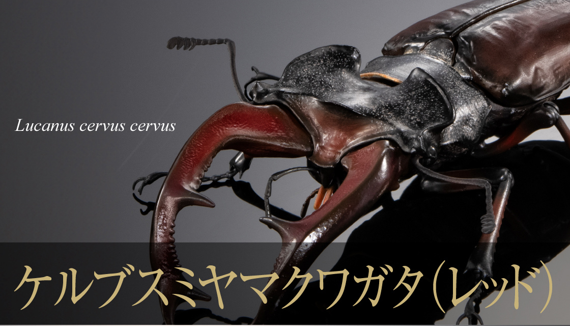 ケルブスミヤマクワガタ（レッド）