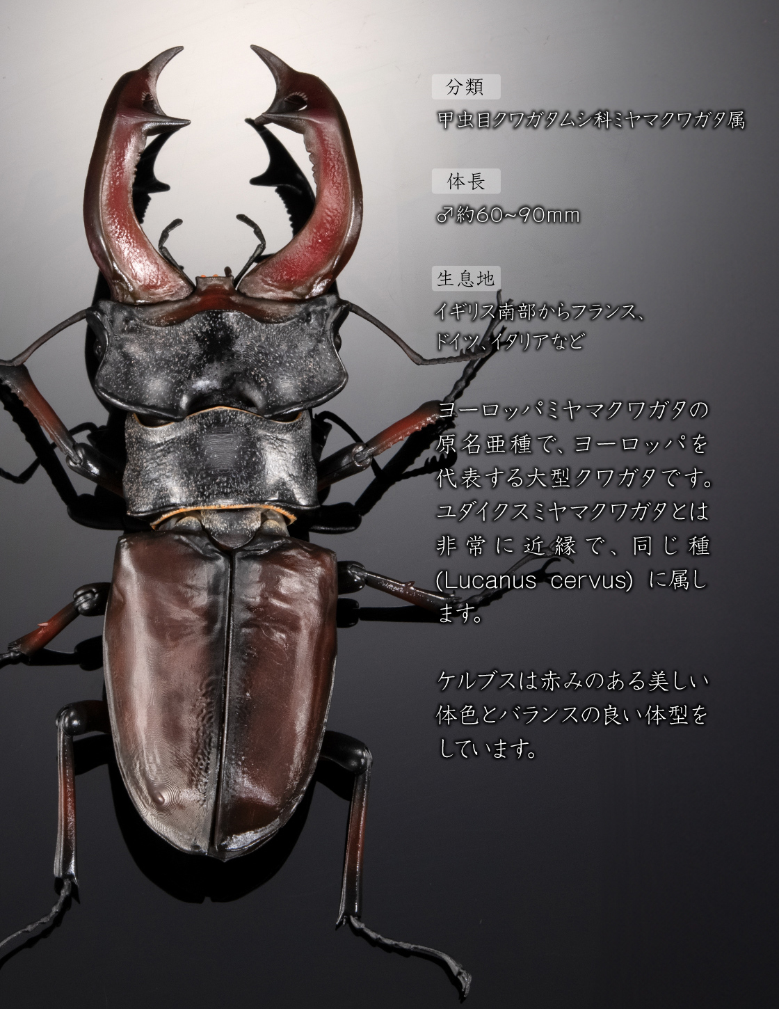 甲虫目クワガタムシ科ミヤマクワガタ属