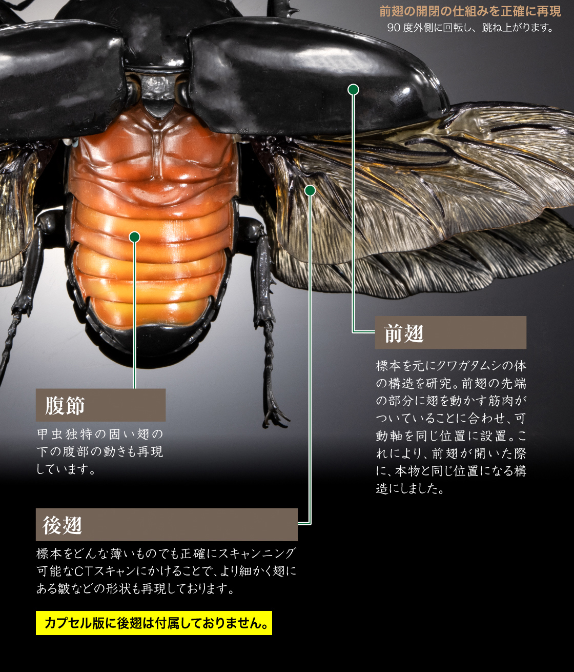 前翅の開閉の仕組みを正確に再現　腹節/前翅/後翅