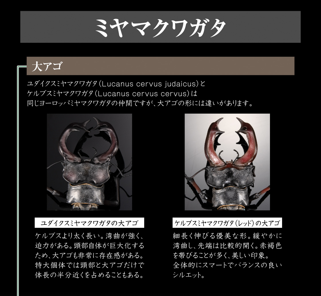 ミヤマクワガタ　大アゴ