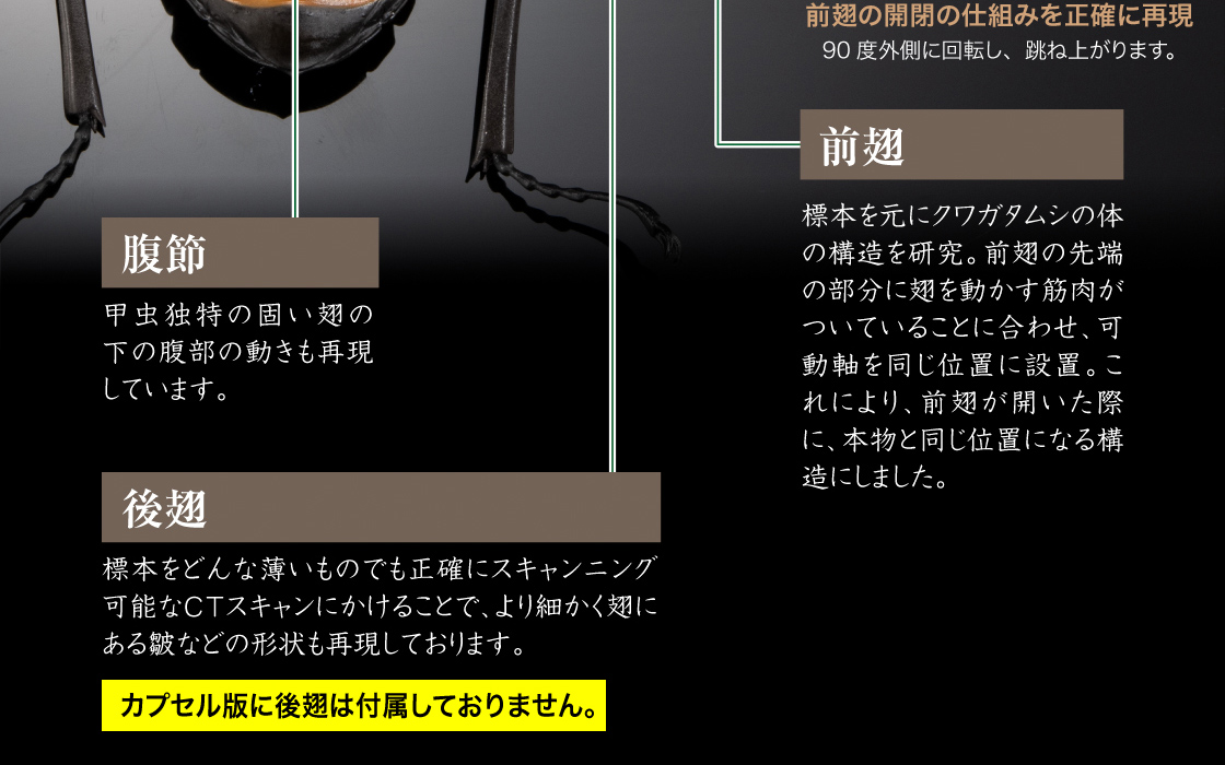 前翅の開閉の仕組みを正確に再現　腹節/前翅/後翅