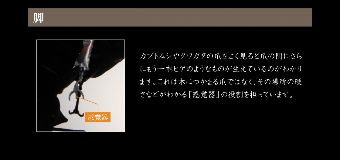 脚