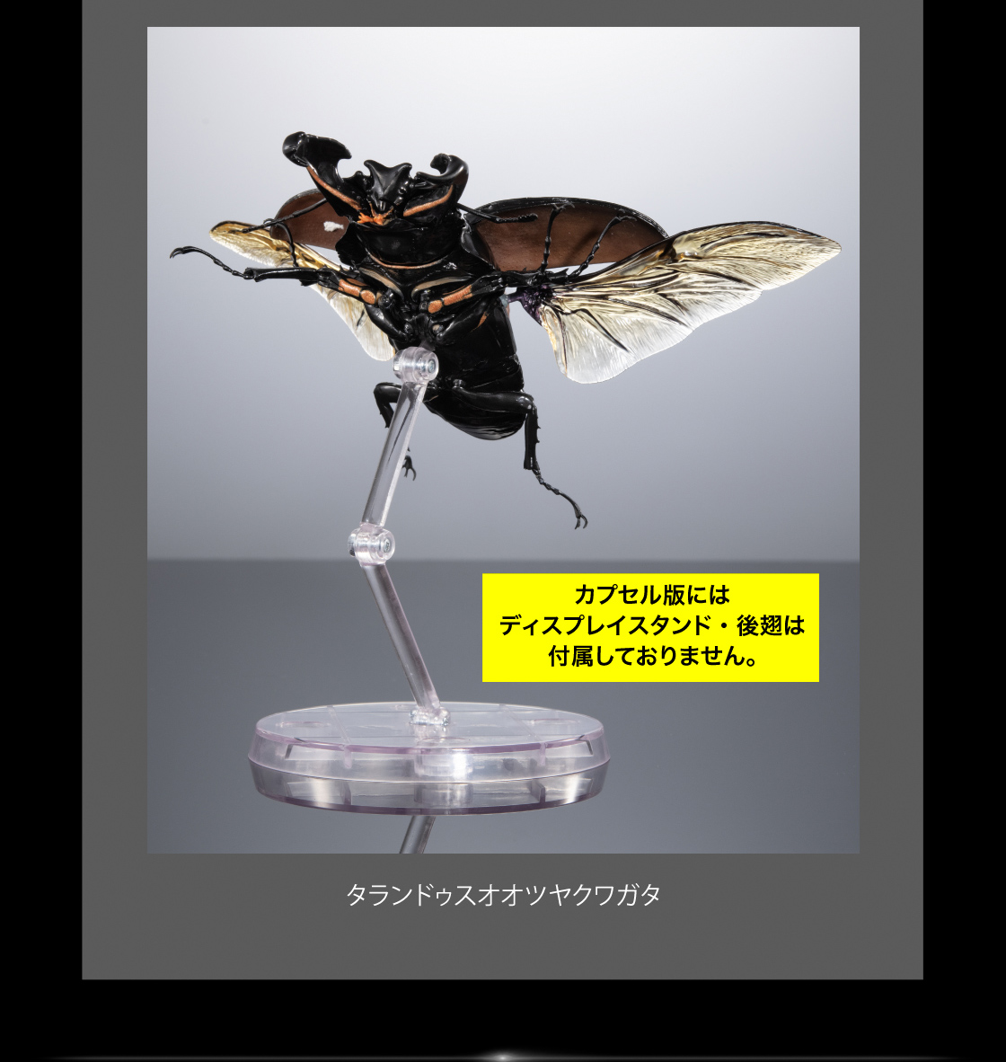 タランドゥスオオツヤクワガタ　カプセル版にはディスプレイスタンド・後翅は付属しておりません。
