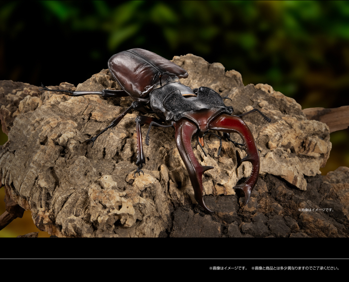 タランドゥスオオツヤクワガタ ※画像はイメージです。