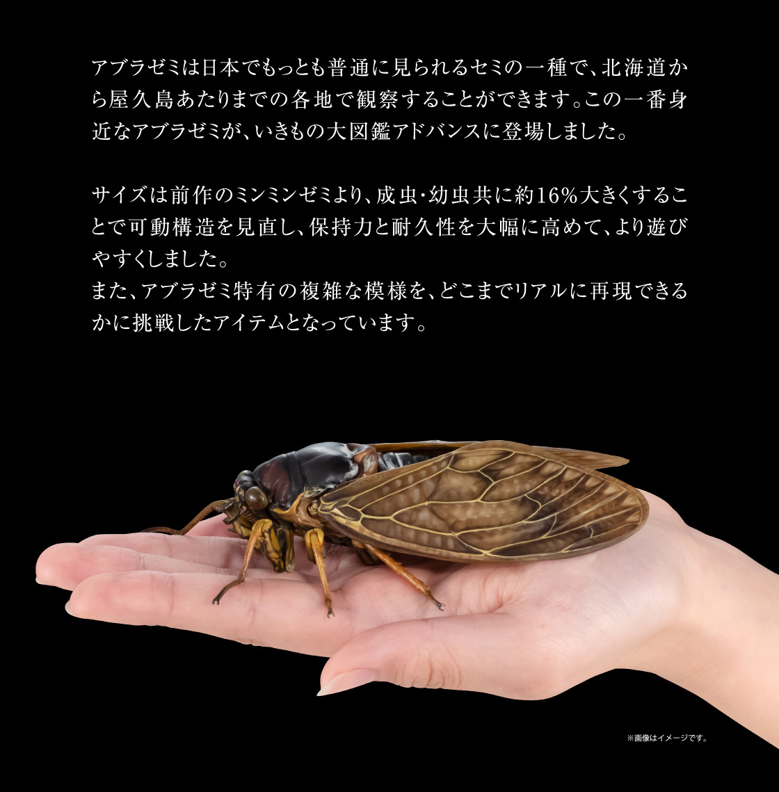 アブラゼミは日本でもっとも普通に見られるセミの一種で、北海道から屋久島あたりまでの各地で観察することができます。この一番身近なアブラゼミが、いきもの大図鑑アドバンスに登場しました。サイズは前作のミンミンゼミより、成虫·幼虫共に約16%大きくすることで可動構造を見直し、保持力と耐久性を大幅に高めて、より遊びやすくしました。また、アブラゼミ特有の複雑な模様を、どこまでリアルに再現できるかに挑戦したアイテムとなっています。