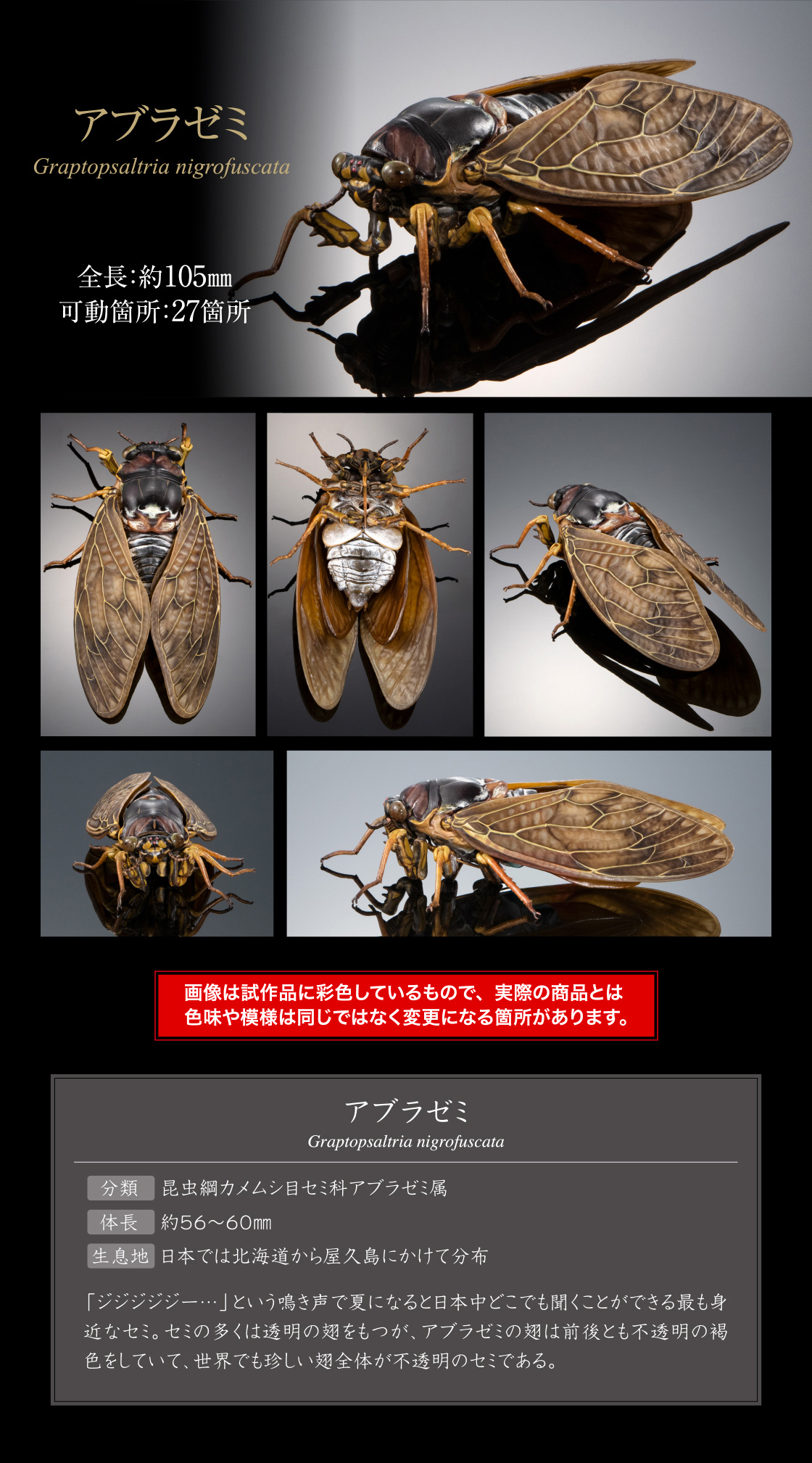 アブラゼミ Graptopsaltria nigrofuscata