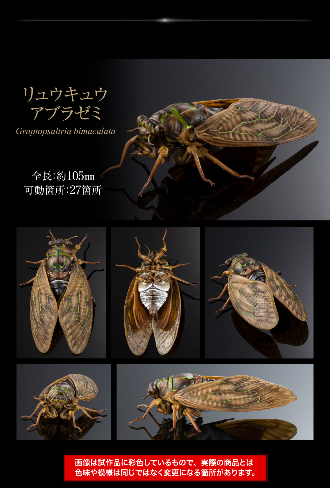 リュウキュウアブラゼミ Graptopsaltria bimaculata