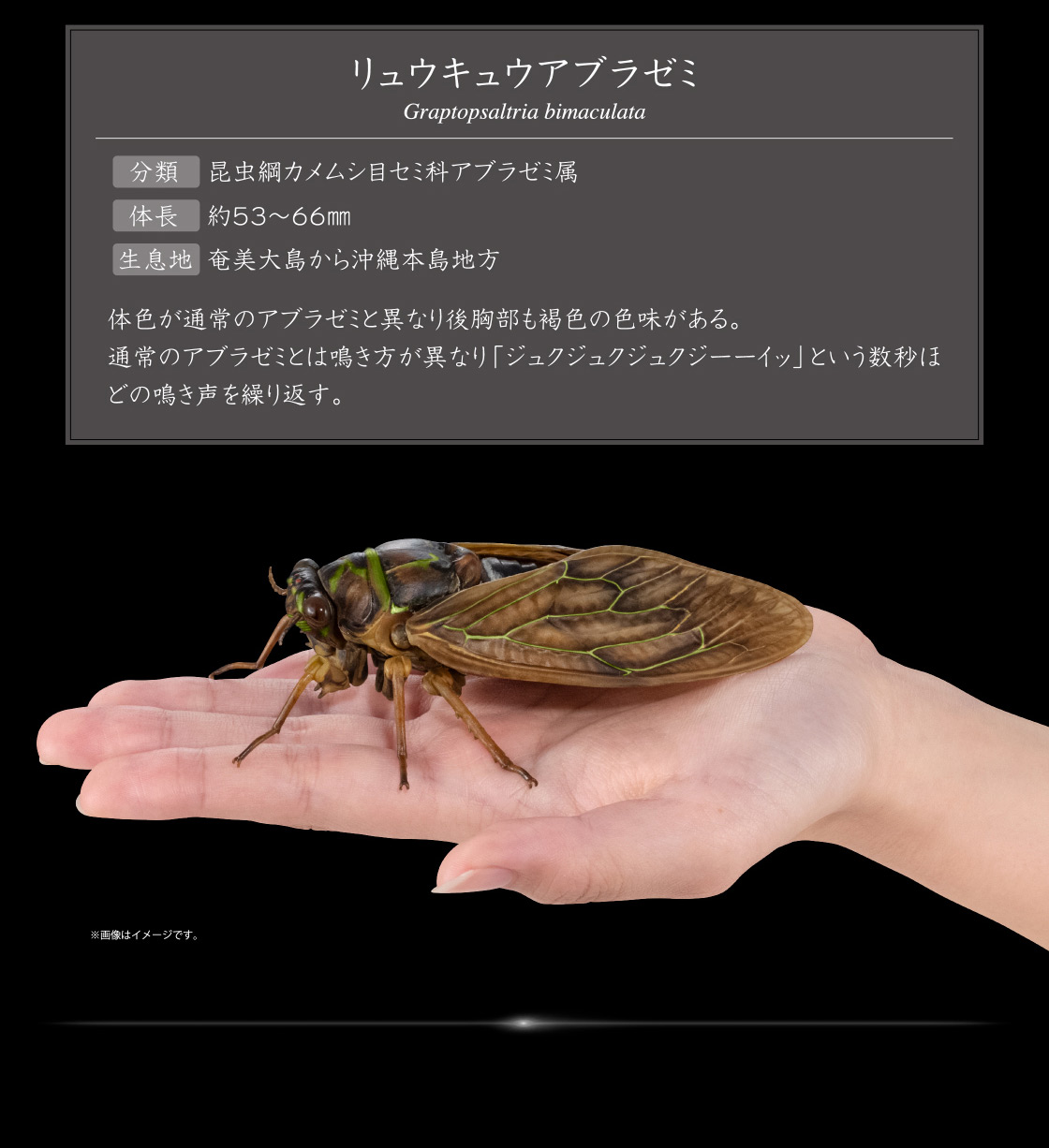 リュウキュウアブラゼミ Graptopsaltria bimaculata