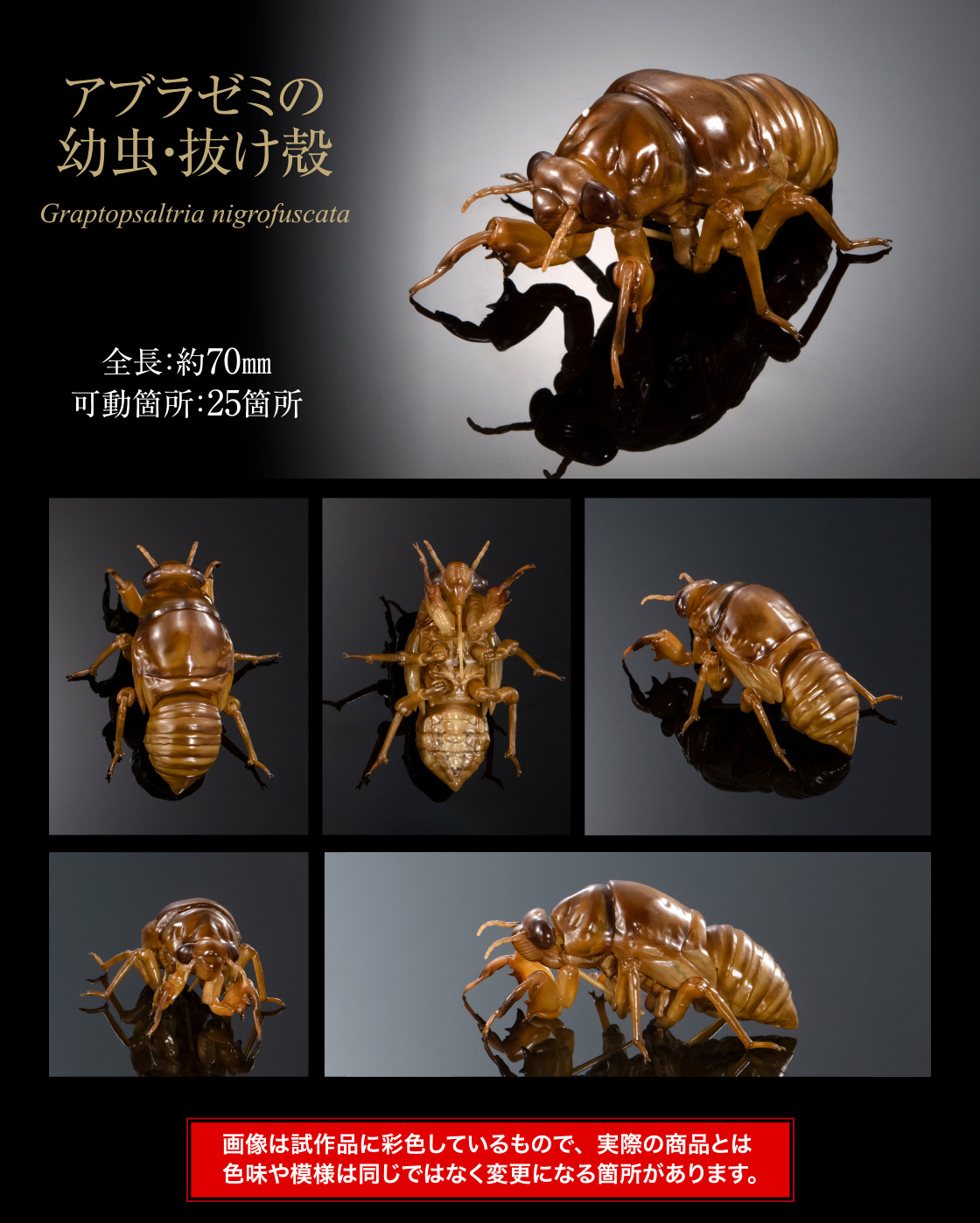 アブラゼミの幼虫·抜け殻 Graptopsaltria nigrofuscata