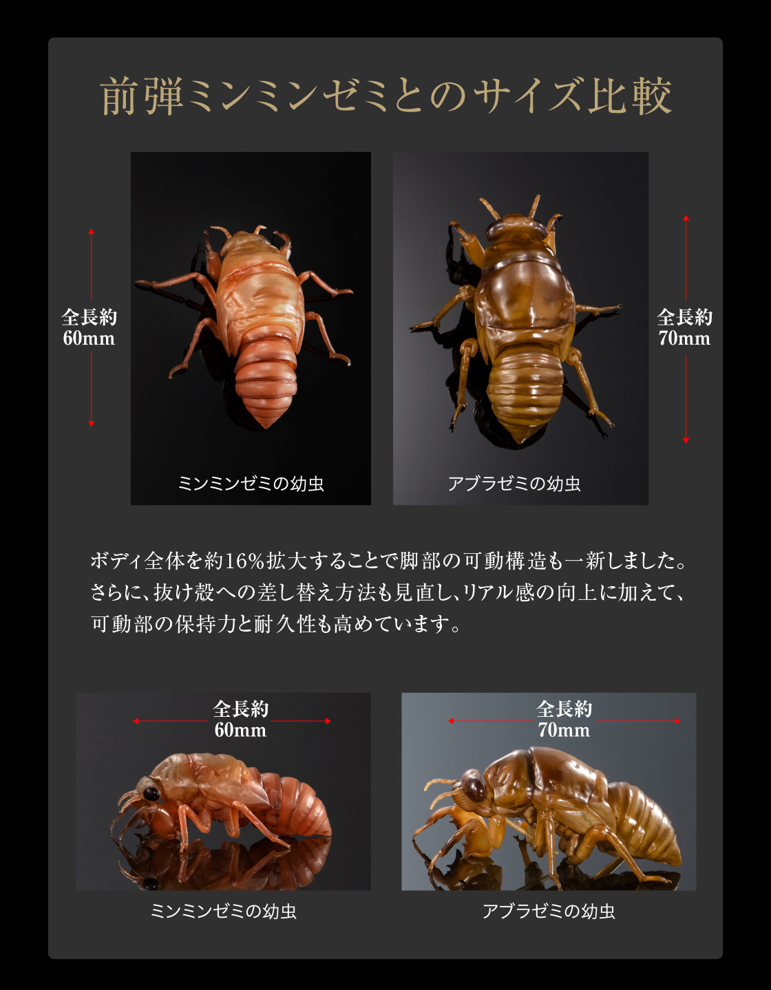 前弾ミンミンゼミとのサイズ比較