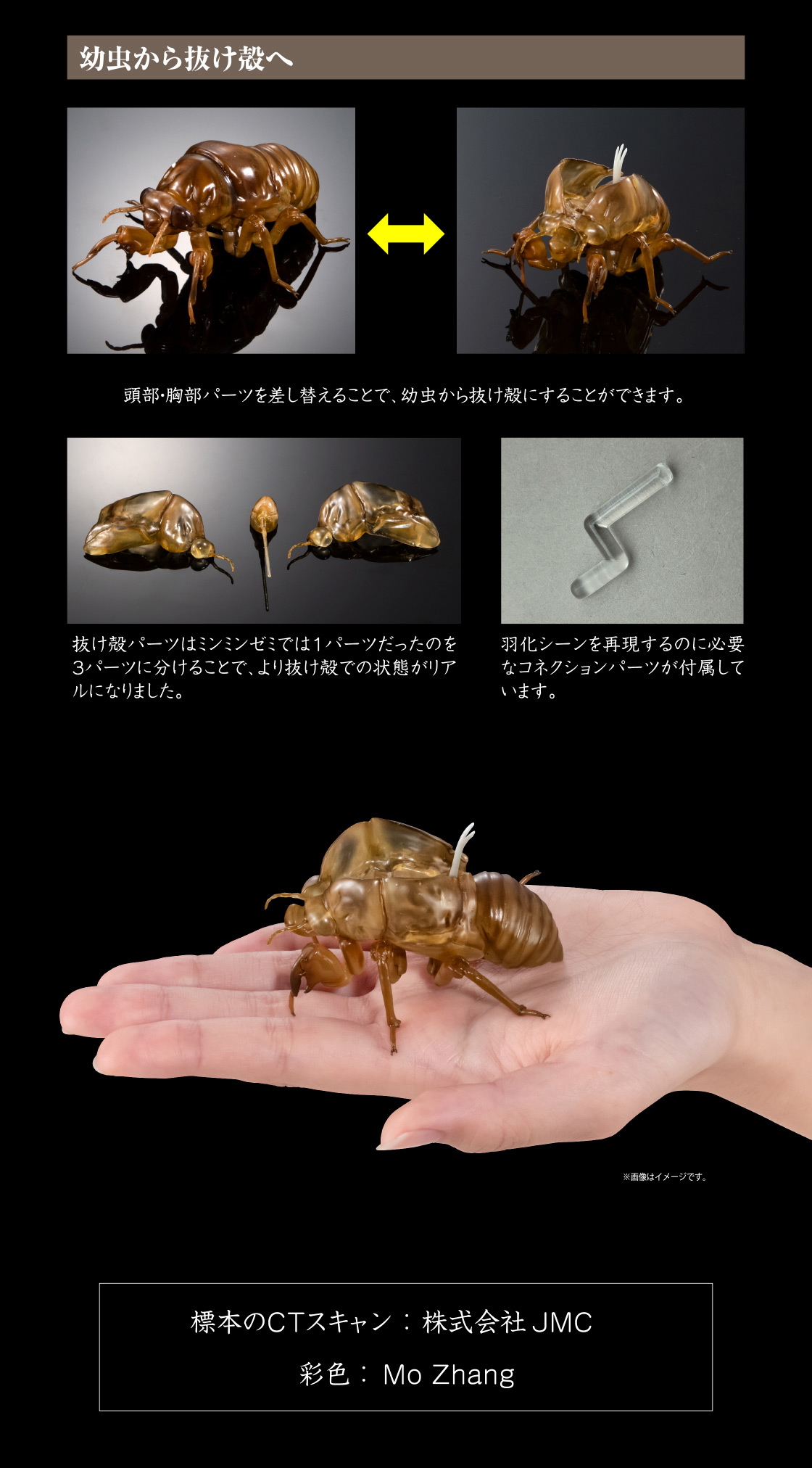 幼虫から抜け殻へ