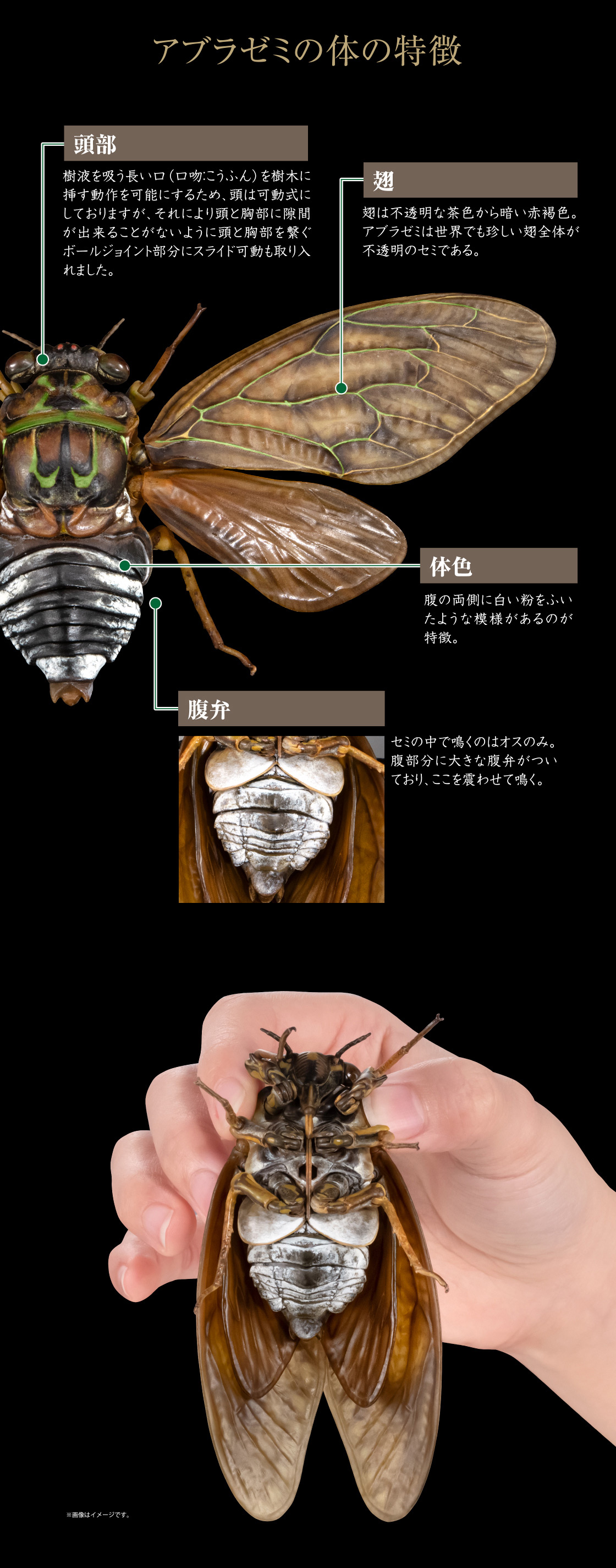 アブラゼミの体の特徴