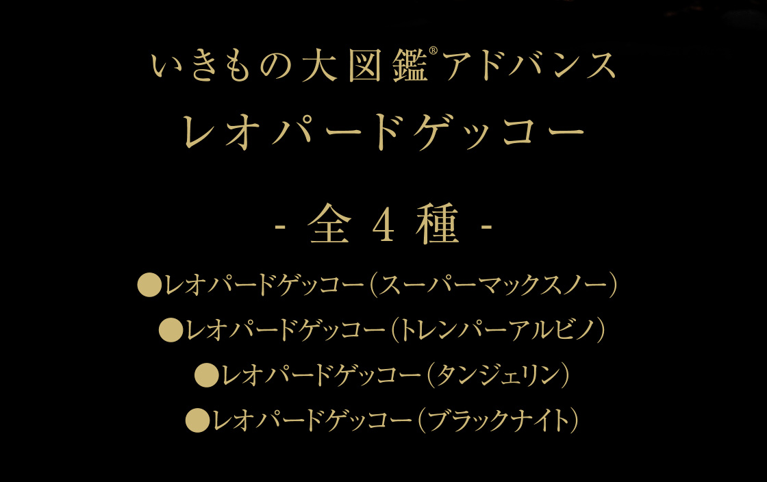 いきもの大図鑑アドバンス レオパードゲッコー -全4種-