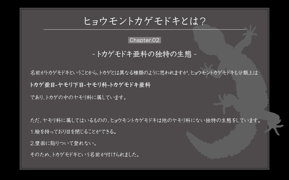 ヒョウモントカゲモドキとは？ Chapter.02