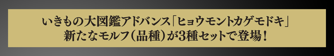 いきもの大図鑑アドバンス「ヒョウモントカゲモドキ」新たなモルフ（品種）が3種セットで登場！