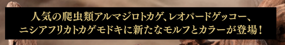 人気の爬虫類アルマジロトカゲ、レオパードゲッコー、ニシアフリカトカゲモドキが新たなモルフとカラーが登場！