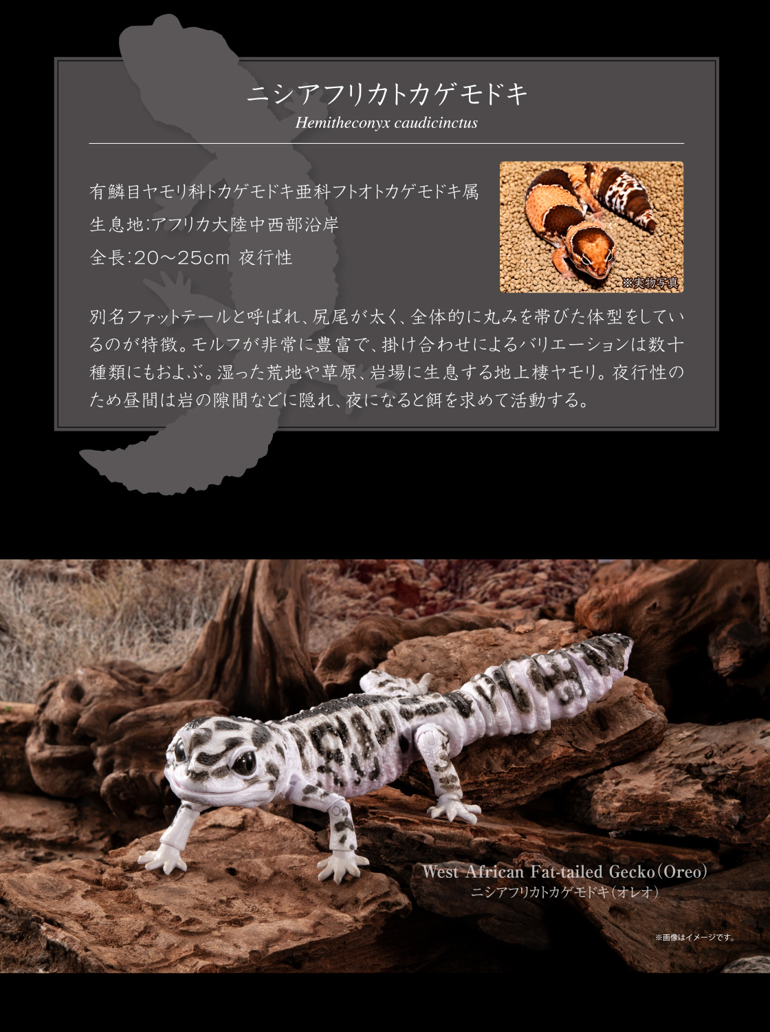 ニシアフリカトカゲモドキ Hemitheconyx caudicinctus