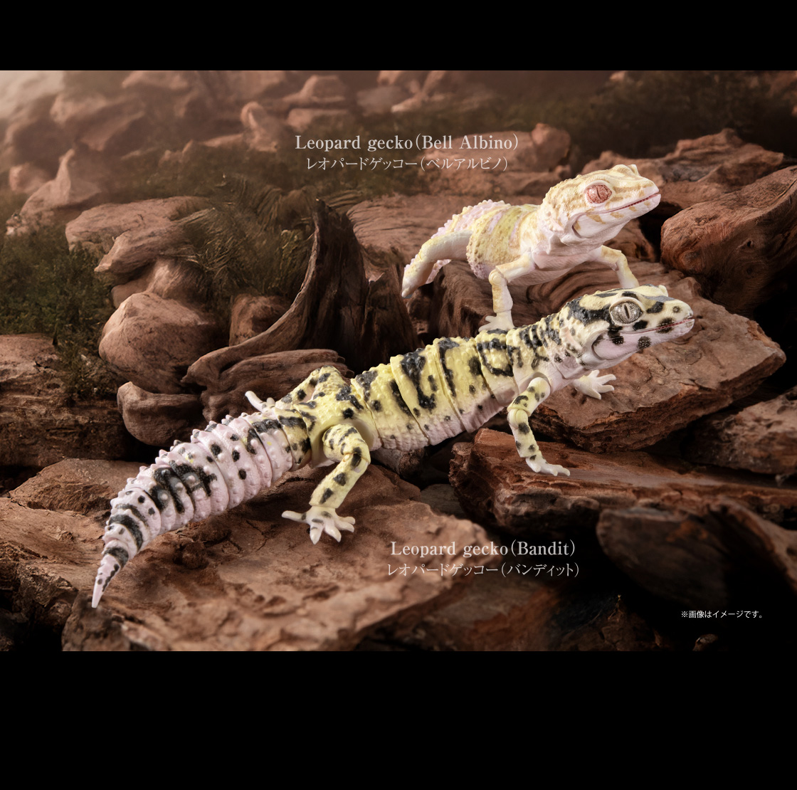 レオパードゲッコー(ベルアルビノ) レオパードゲッコー(バンディット) ※画像はイメージです。