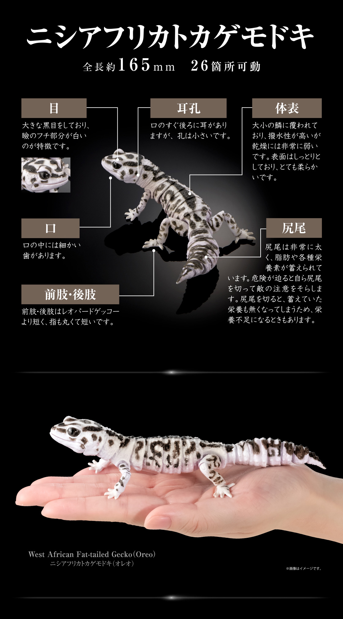ニシアフリカトカゲモドキ 全長約165mm 26箇所可動