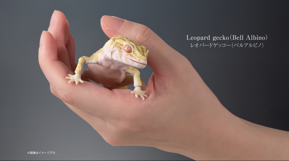 レオパードゲッコー(ベルアルビノ) ※画像はイメージです。