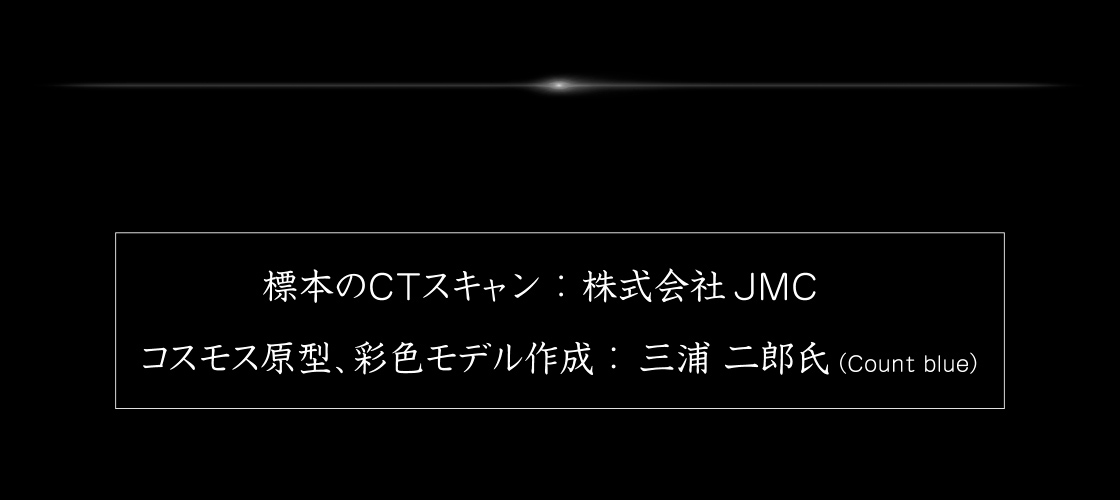 標本のCTスキャン：株式会社JMC　コスモス原型、彩色モデル作成：三浦二郎氏(Count blue)