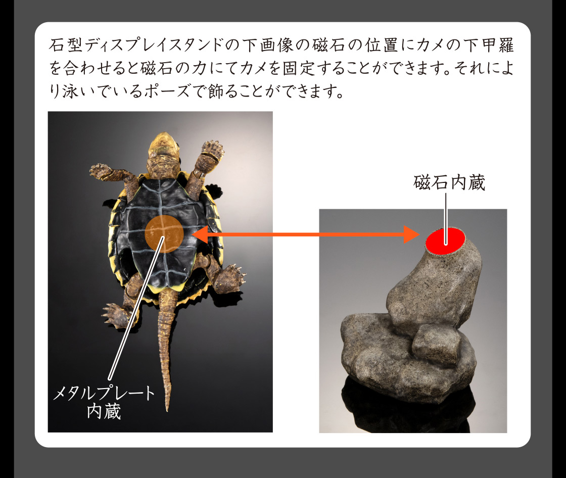 石型ディスプレイスタンドの下画像の磁石の位置にカメの下甲羅を合わせると磁石の力にてカメを固定することができます。それにより泳いでいるポーズで飾ることができます。