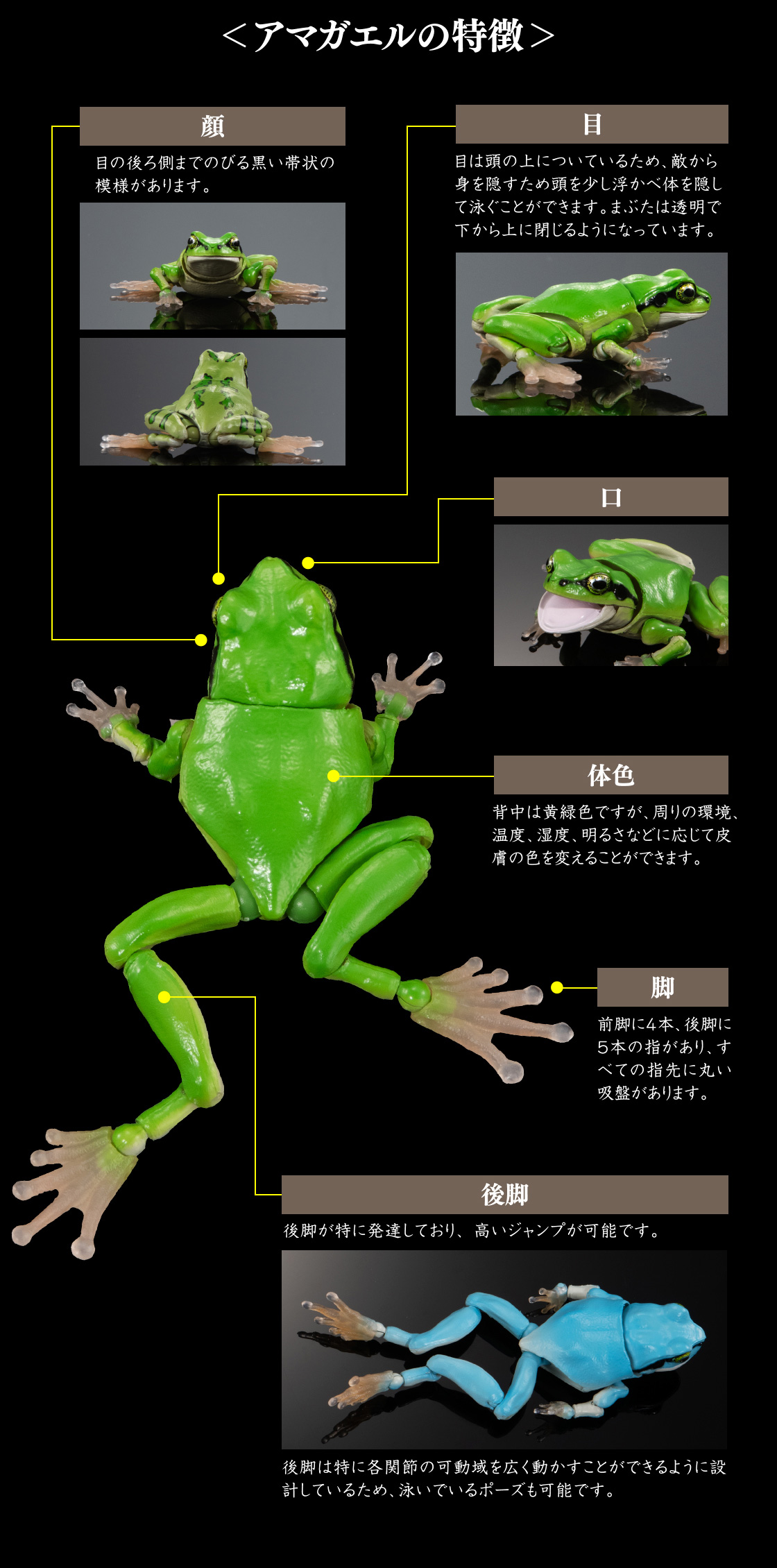 ショッピング早割 ガシャポン.いきもの大図鑑アドバンス