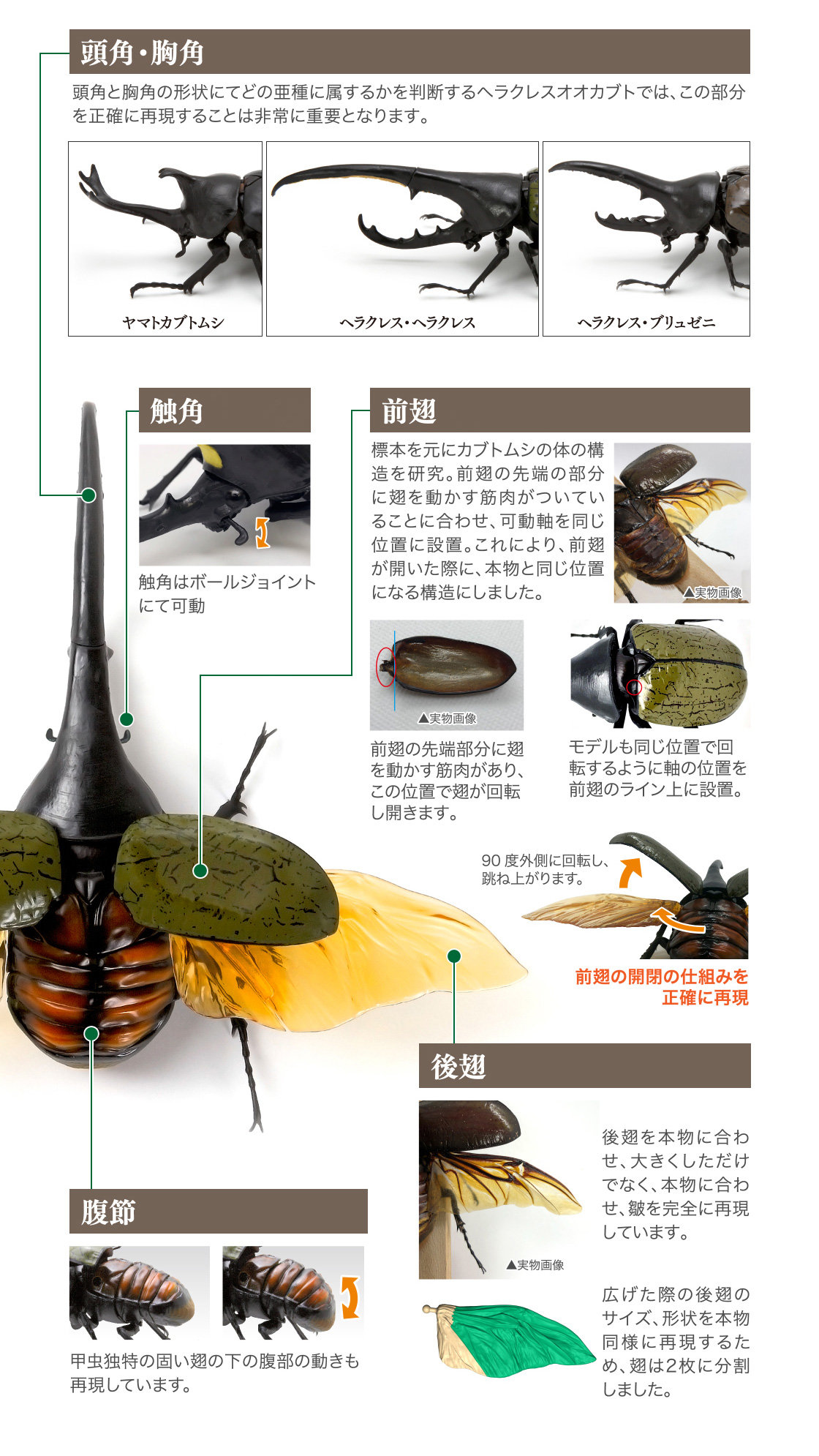 かぶとむし いきもの大図鑑 ガシャポンワールド かぶとむし いきもの大図鑑 ガシャポンワールド