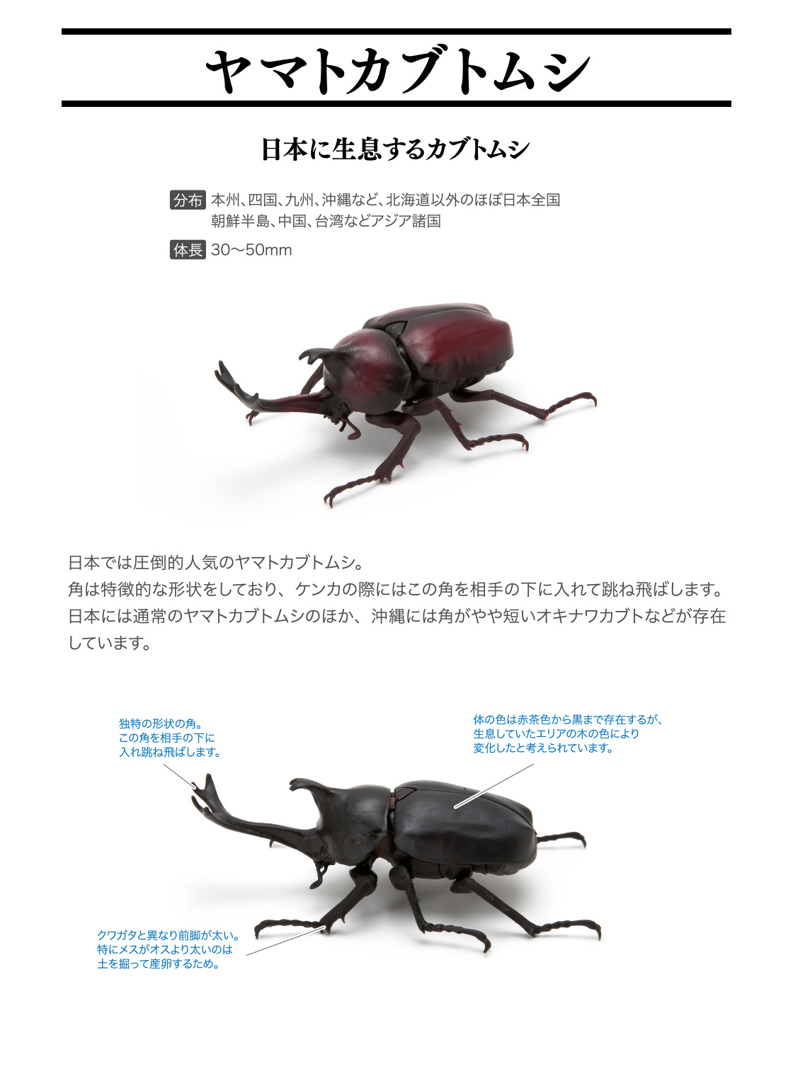 かぶとむし いきもの大図鑑 ガシャポンオフィシャルサイト かぶとむし いきもの大図鑑 ガシャポンオフィシャルサイト