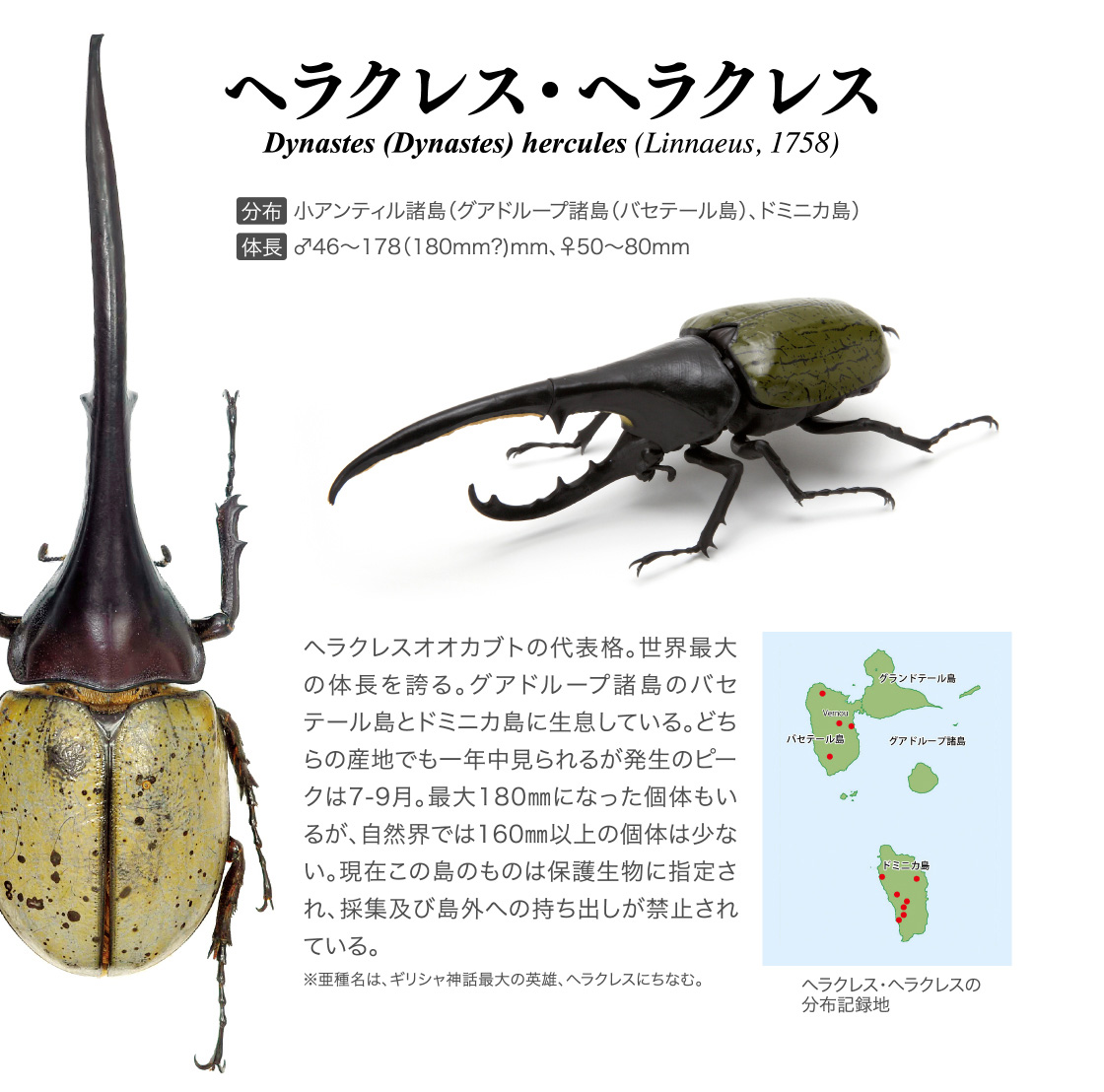 かぶとむし いきもの大図鑑 ガシャポンオフィシャルサイト かぶとむし いきもの大図鑑 ガシャポンオフィシャルサイト