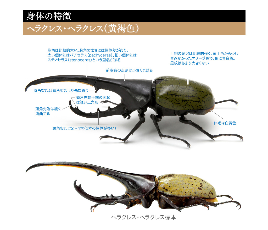 かぶとむし いきもの大図鑑 ガシャポンワールド かぶとむし いきもの大図鑑 ガシャポンワールド