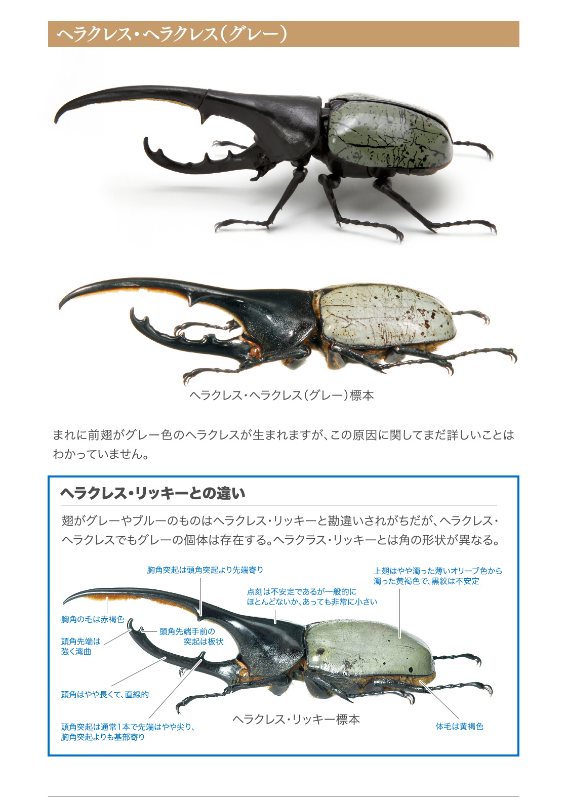 かぶとむし いきもの大図鑑 ガシャポンワールド かぶとむし いきもの大図鑑 ガシャポンワールド